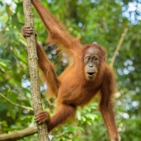 orangutan sumaterský - Pongo abelii