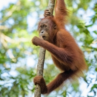 orangutan sumaterský - Pongo abelii