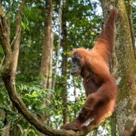 orangutan sumaterský - Pongo abelii