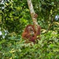 orangutan sumaterský - Pongo abelii