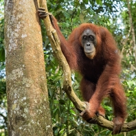 orangutan sumaterský - Pongo abelii