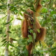 orangutan sumaterský - Pongo abelii