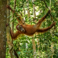 orangutan sumaterský - Pongo abelii