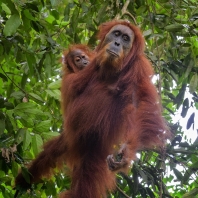 orangutan sumaterský - Pongo abelii