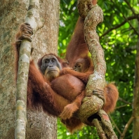 orangutan sumaterský - Pongo abelii