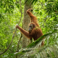 orangutan sumaterský - Pongo abelii