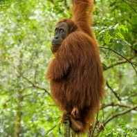 orangutan sumaterský - Pongo abelii