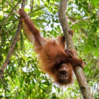 orangutan sumaterský - Pongo abelii