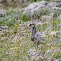 orebice horská - Alectoris graeca