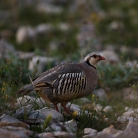 orebice horská - Alectoris graeca