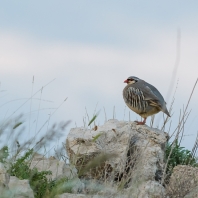 orebice horská - Alectoris graeca