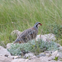 orebice horská - Alectoris graeca