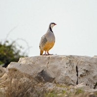 orebice horská - Alectoris graeca