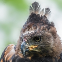 orel korunkatý - Stephanoaetus coronatus