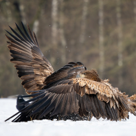 orel mořský - Haliaeetus albicilla