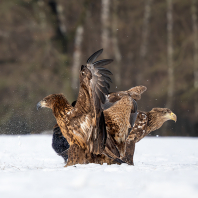 orel mořský - Haliaeetus albicilla
