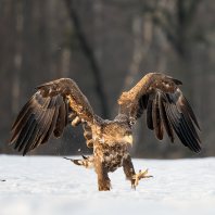 orel mořský - Haliaeetus albicilla