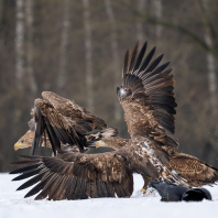 orel mořský - Haliaeetus albicilla