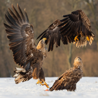 orel mořský - Haliaeetus albicilla
