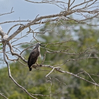 orel šedohlavý - Ichthyophaga ichthyaetus