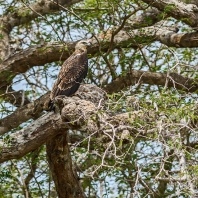 orel šedohlavý - Ichthyophaga ichthyaetus