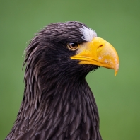 orel východní - Haliaeetus pelagicus