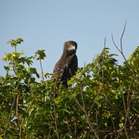 orlík hnědý - Circaetus cinereus