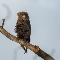 orlík kejklíř - Terathopius ecaudatus