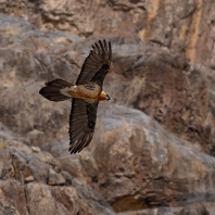 orlosup bradatý - Gypaetus barbatus