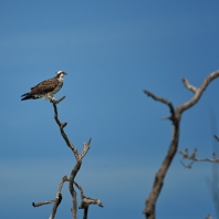 orlovec říční - Pandion haliaetus