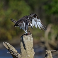 orlovec říční - Pandion haliaetus