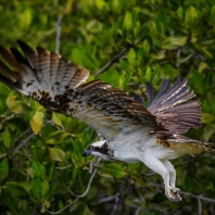 orlovec říční - Pandion haliaetus