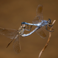 Orthetrum caledonicum