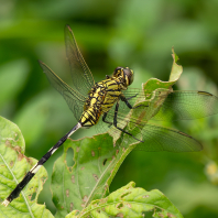 Orthetrum sabina