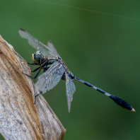 Orthetrum sabina