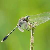 Orthetrum sabina