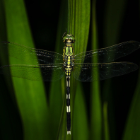 Orthetrum sabina