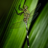 Orthetrum sabina