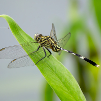 Orthetrum sabina