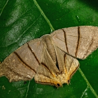 Orudiza protheclaria