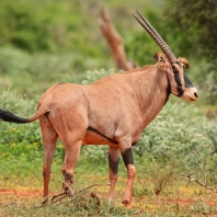 oryx beisa - Oryx gazella beisa