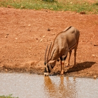 oryx beisa - Oryx gazella beisa