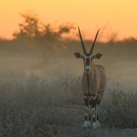 oryx jihoafrický - Oryx gazella