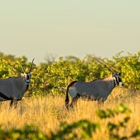 oryx jihoafrický - Oryx gazella