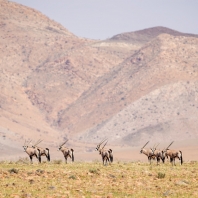 oryx jihoafrický - Oryx gazella gazella