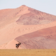 oryx jihoafrický - Oryx gazella gazella