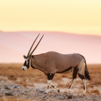 oryx jihoafrický - Oryx gazella gazella