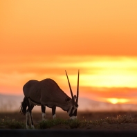 oryx jihoafrický - Oryx gazella gazella