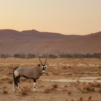 oryx jihoafrický - Oryx gazella gazella