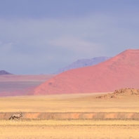 oryx jihoafrický - Oryx gazella gazella